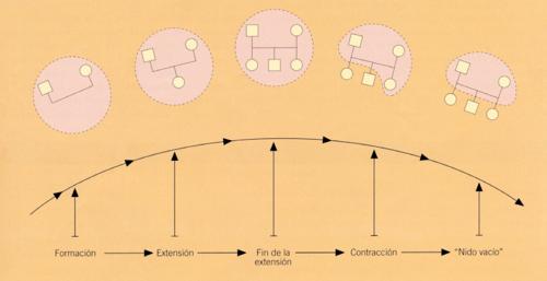 Ciclo Evolutivo