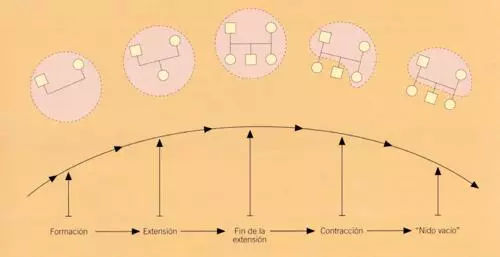 Ciclo Evolutivo